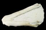 Rare, Fossil Bear Dog (Daphoenus) Mandible - South Dakota #143958-2